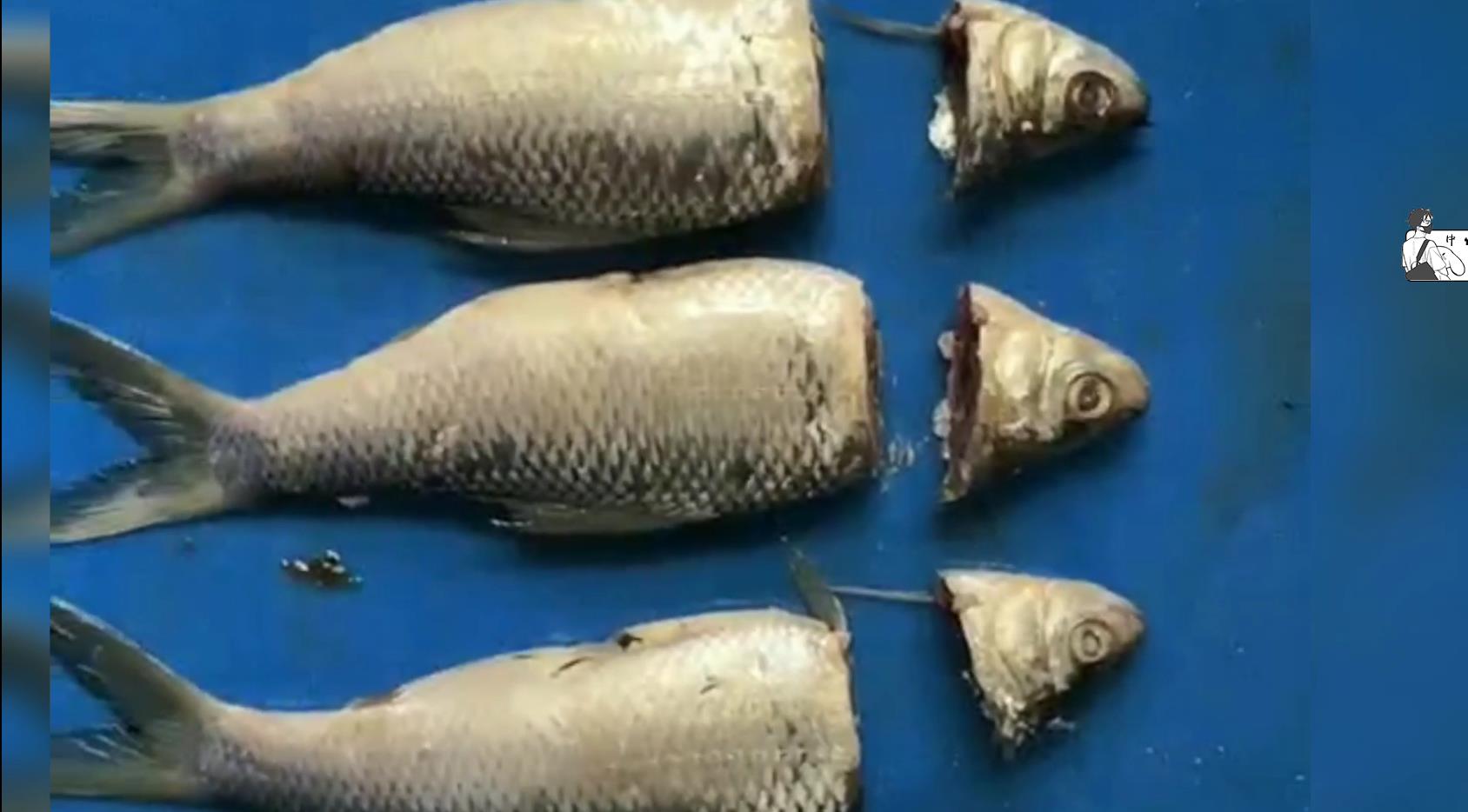 Small fish cut head test video