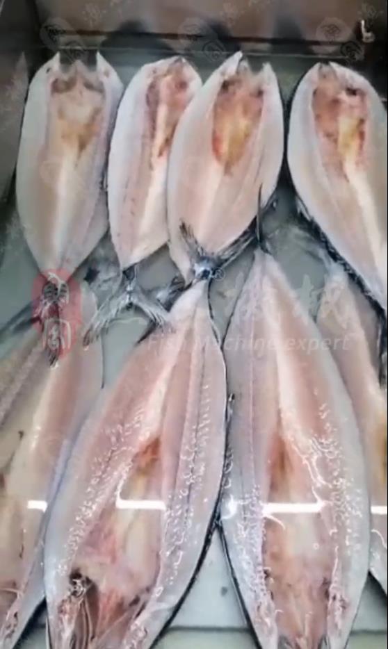 Spanish mackerel back opener, customer factory real shot